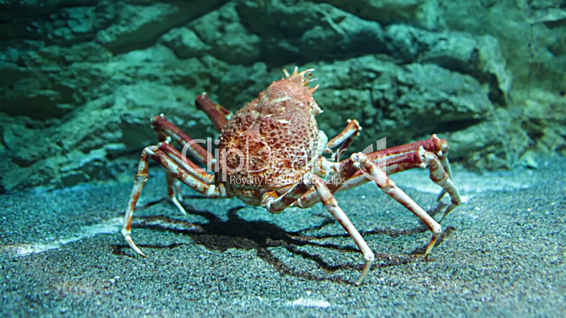 Giant Japanese spider crab- (Macrocheira kaempferi): Lizenzfreie Stock